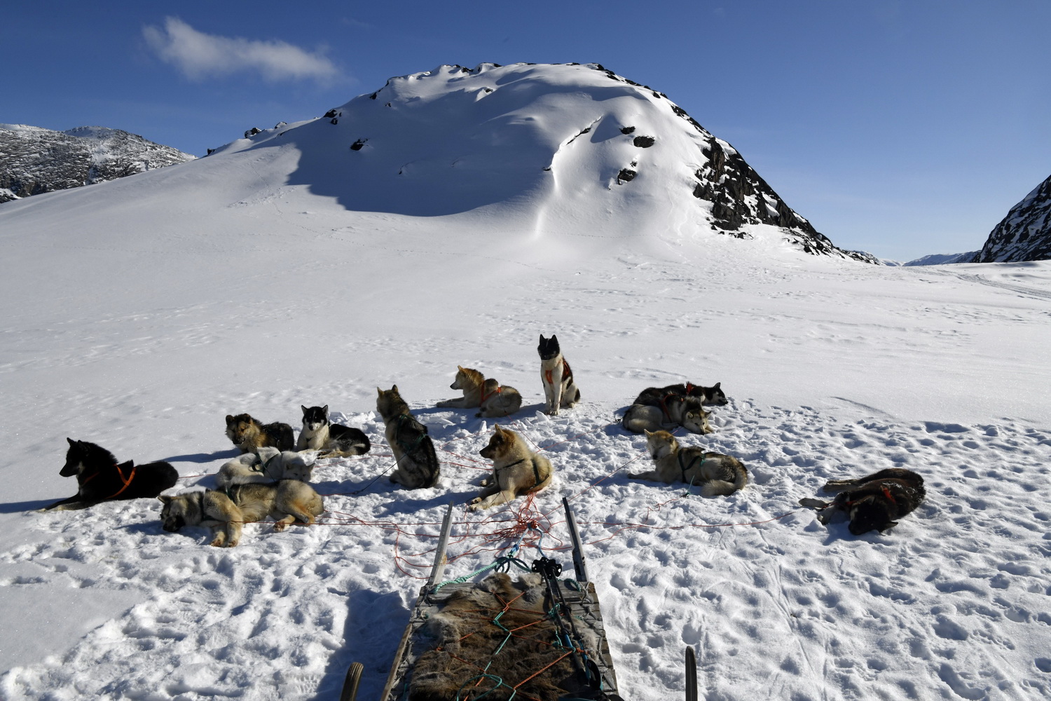Dolph Kessler - sledehonden van Groenland 