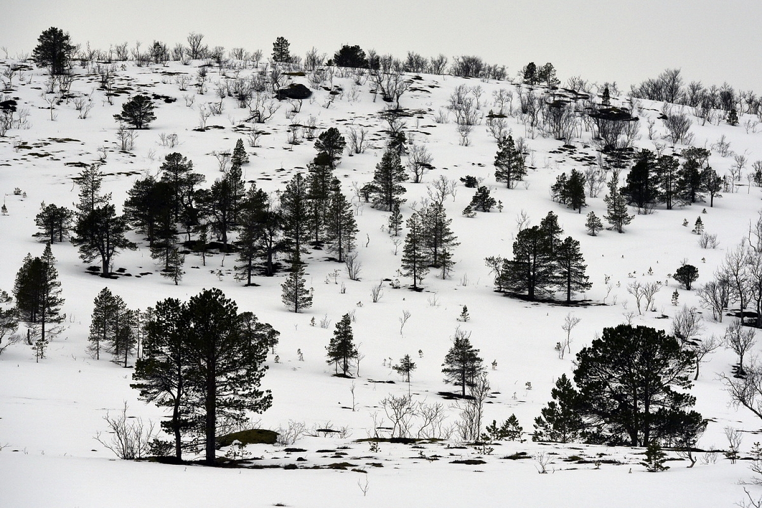 Dolph Kessler - Lapland 