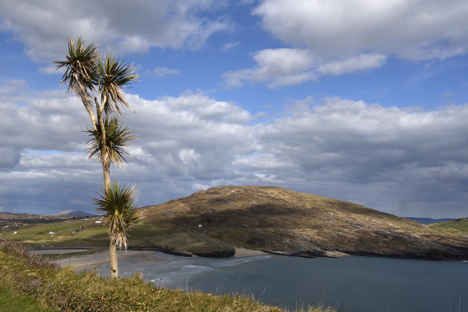 Dolph kessler - Palmtrees of Ireland 