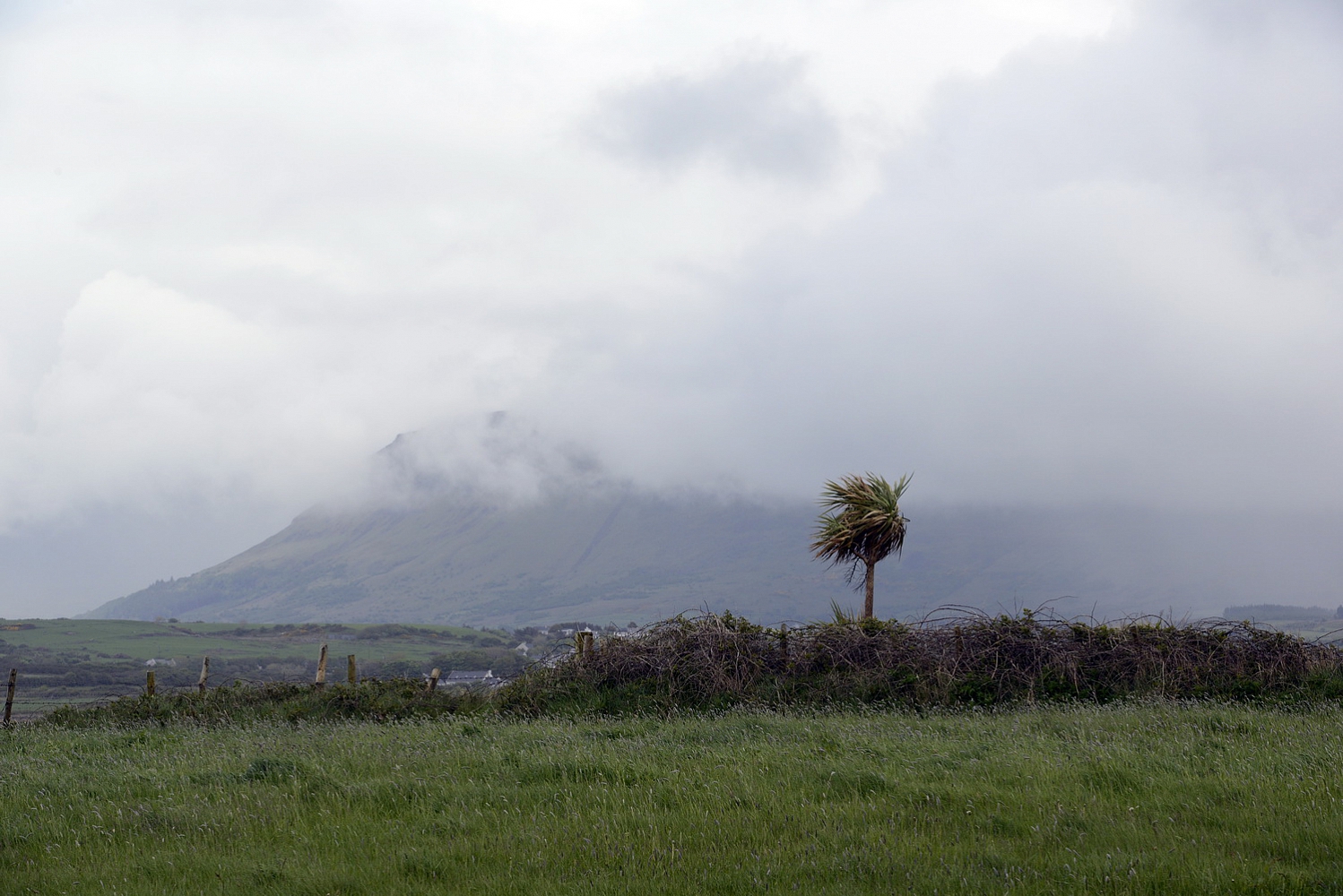 Dolph Kessler - Palmtrees of Ireland 