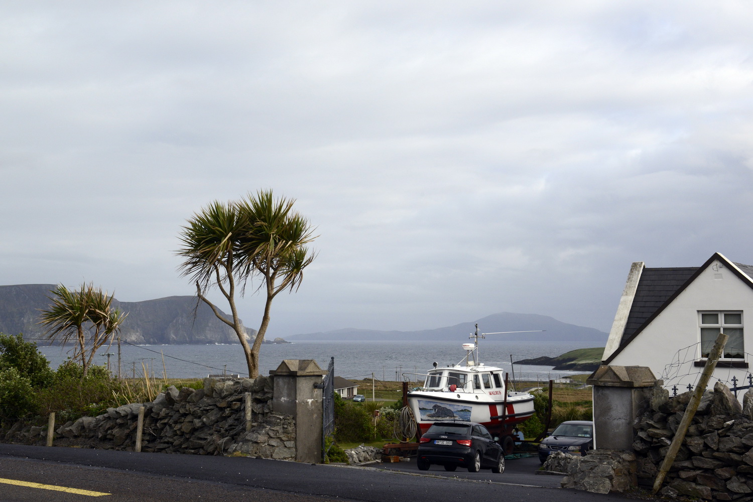 Dolph Kessler - Palmtrees of Ireland 