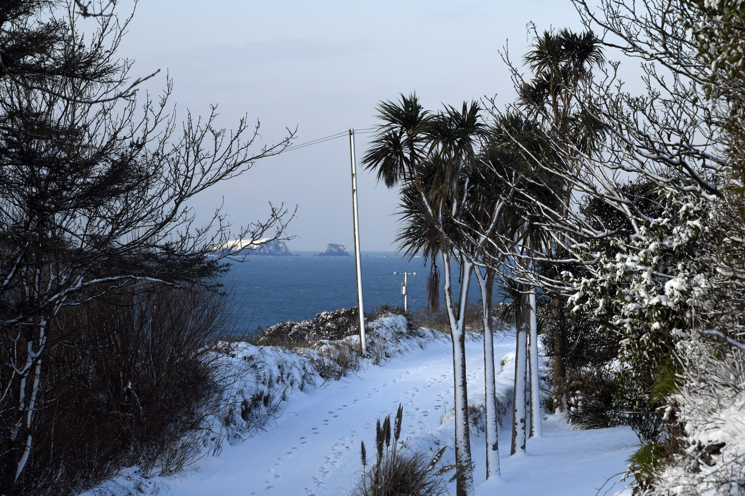 Dolph Kessler - Palmtrees of Ireland 