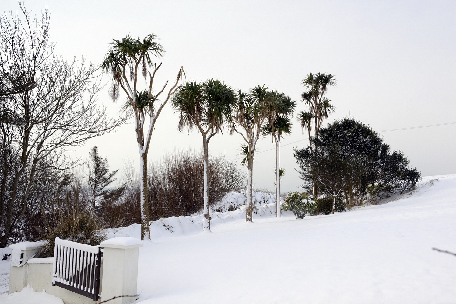 Dolph Kessler - Palmtrees of Ireland 