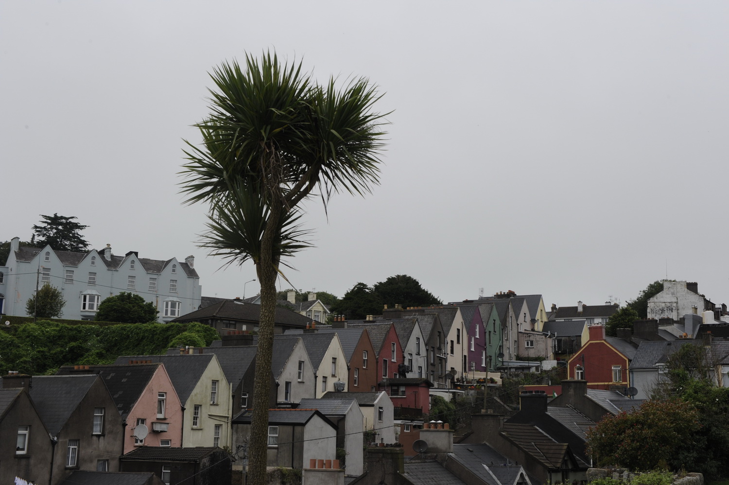 Dolph Kessler - De palmbomen van Ierland 
