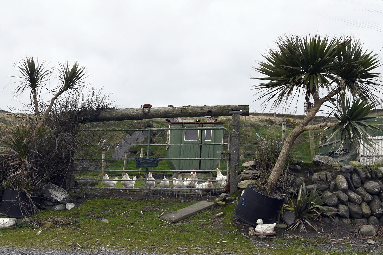 Dolph Kessler - Palmtrees of Ireland 