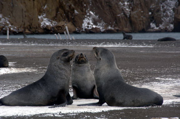 Dolph kessler - Antarctica - 2006 