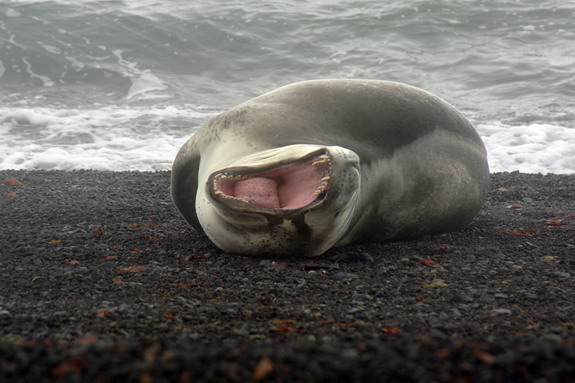 Dolph Kessler - Antarctica - 2006 