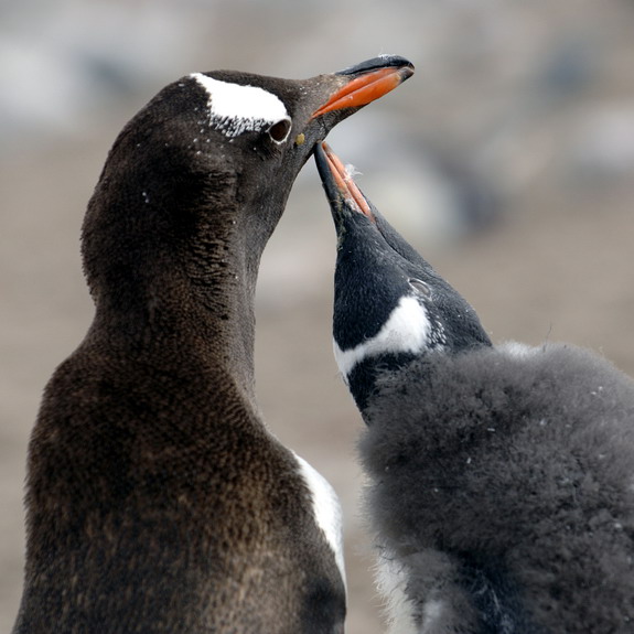 Dolph Kessler - Antarctica - 2006 