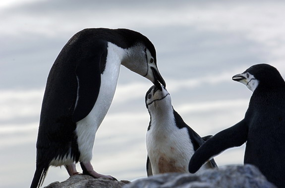 Dolph Kessler - Antarctica - 2006 