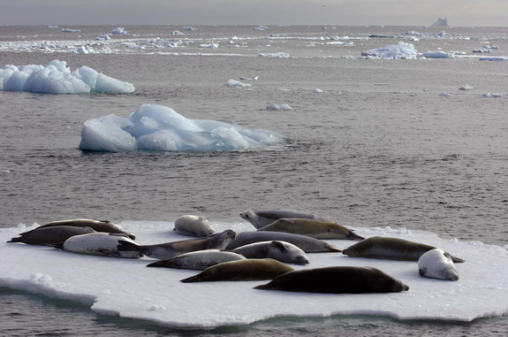 Dolph Kessler - Antarctica - 2006 