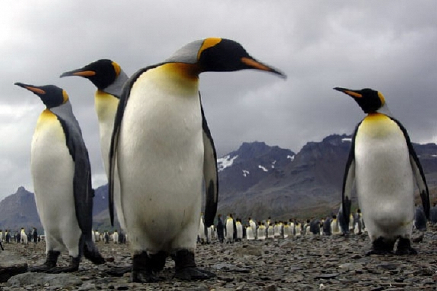 Dolph Kessler - Antarctica - 2006 