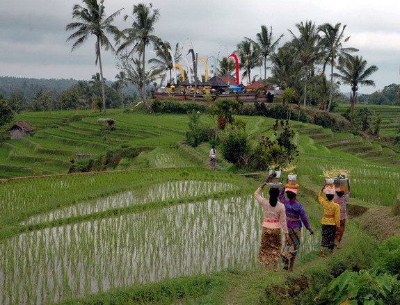 Dolph Kessler - Bali - ceremony - fishermen - buffalo races - 2005 