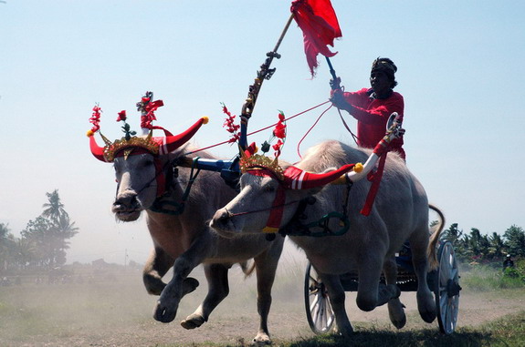 Dolph Kessler - Bali - ceremonie - vissers - buffelraces - 2005 