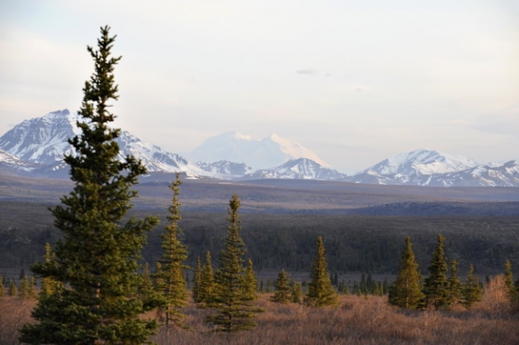 Dolph Kessler - Alaska - Denali - Grizzlies - Orcas - 2008 