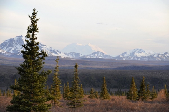 Dolph Kessler - Alaska - Denali - Grizzlies - Orcas - 2008 