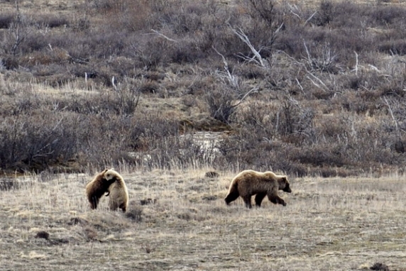 Dolph Kessler - Alaska, Denali, Grizzlys, Orka`s - 2008 