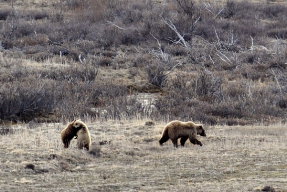 Dolph Kessler - Alaska - Denali - Grizzlies - Orcas - 2008 