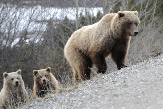 Dolph Kessler - Alaska - Denali - Grizzlies - Orcas - 2008 