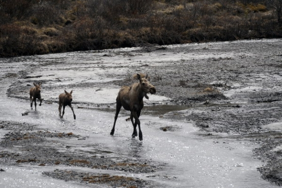 Dolph Kessler - Alaska, Denali, Grizzlys, Orka`s - 2008 