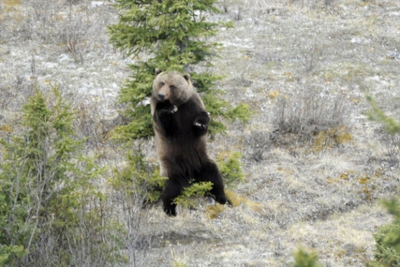Dolph Kessler - Alaska, Denali, Grizzlys, Orka`s - 2008 
