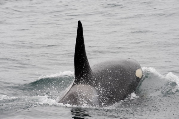 Dolph Kessler - Alaska - Denali - Grizzlies - Orcas - 2008 