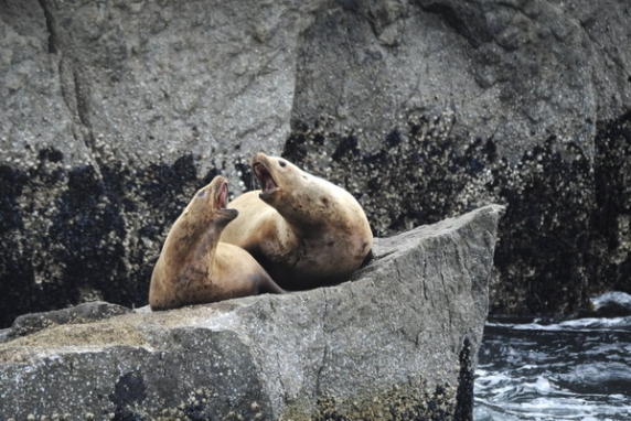 Dolph Kessler - Alaska - Denali - Grizzlies - Orcas - 2008 