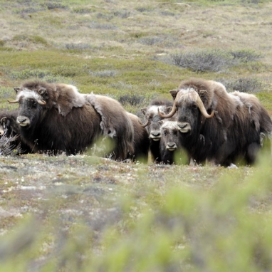 Dolph Kessler - Nome, Teller, goudzoeken, Alaska 2008 