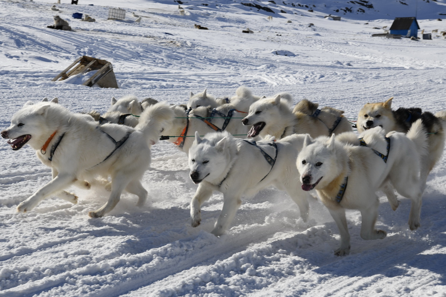 Dolph Kessler - sled dogs 