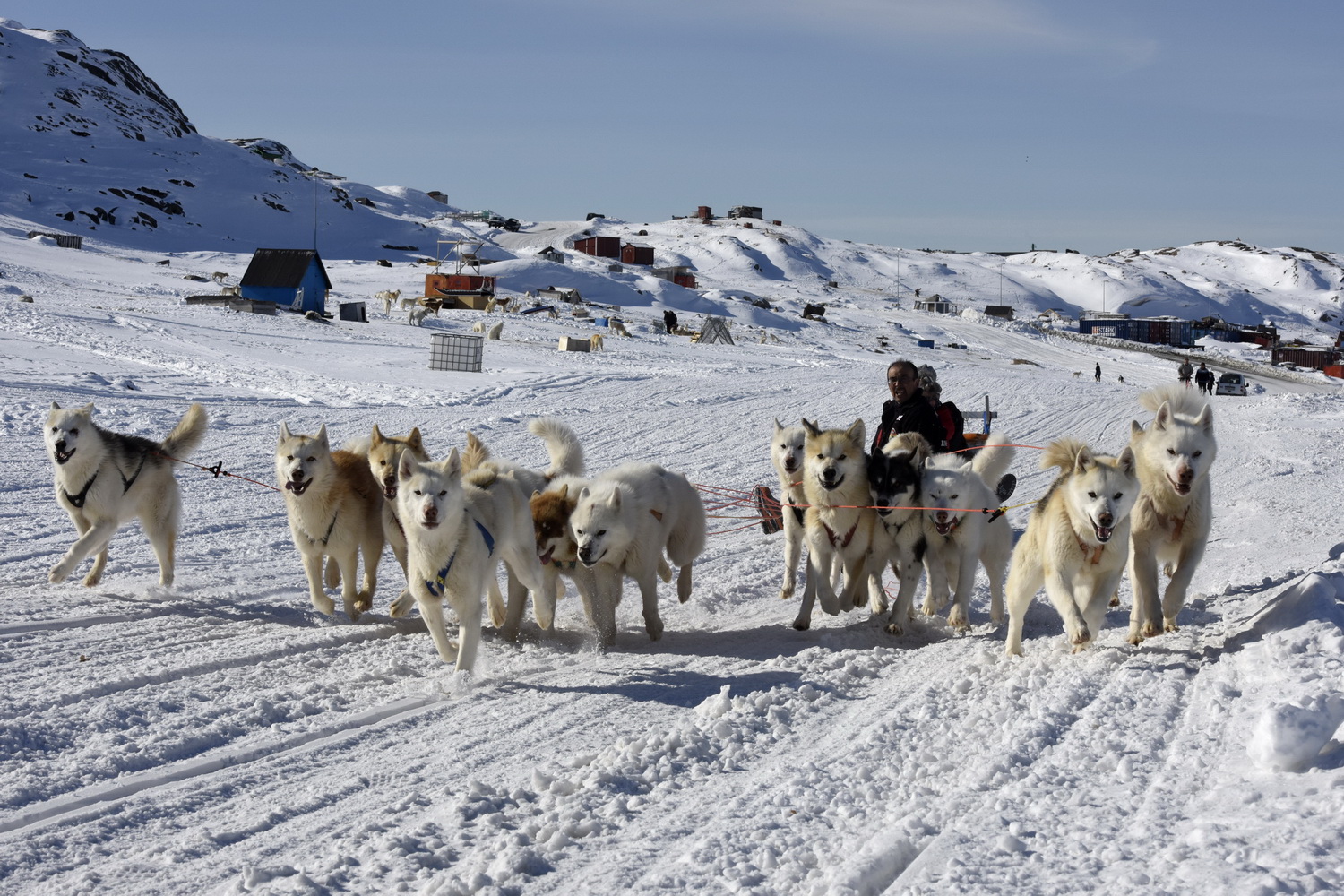 Dolph Kessler - sled dogs 