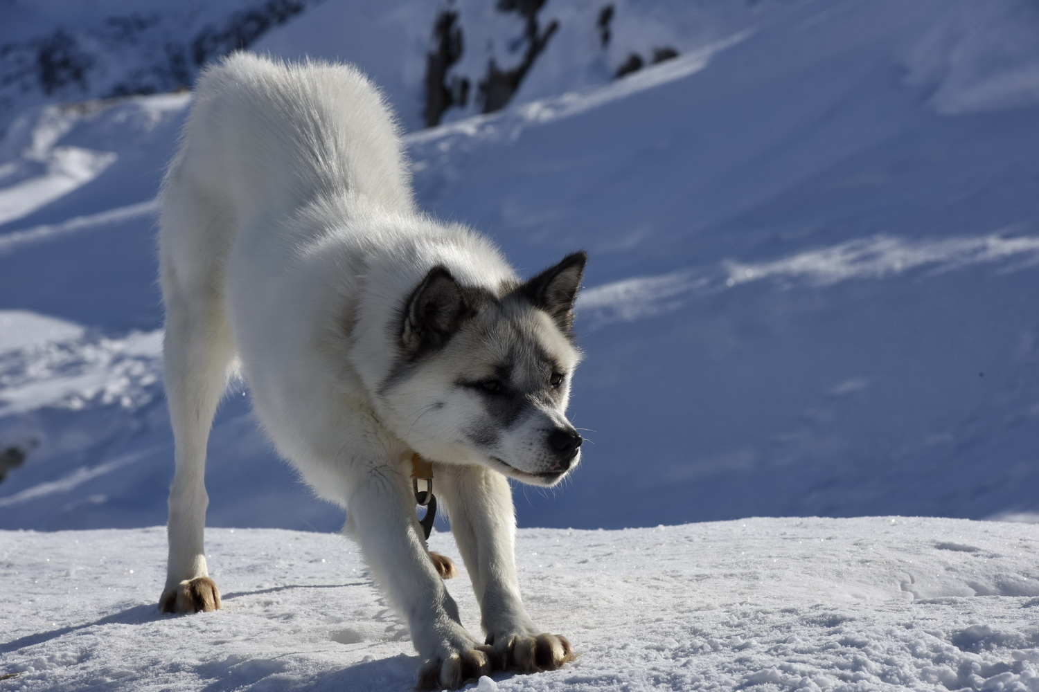 Dolph Kessler - sled dogs 