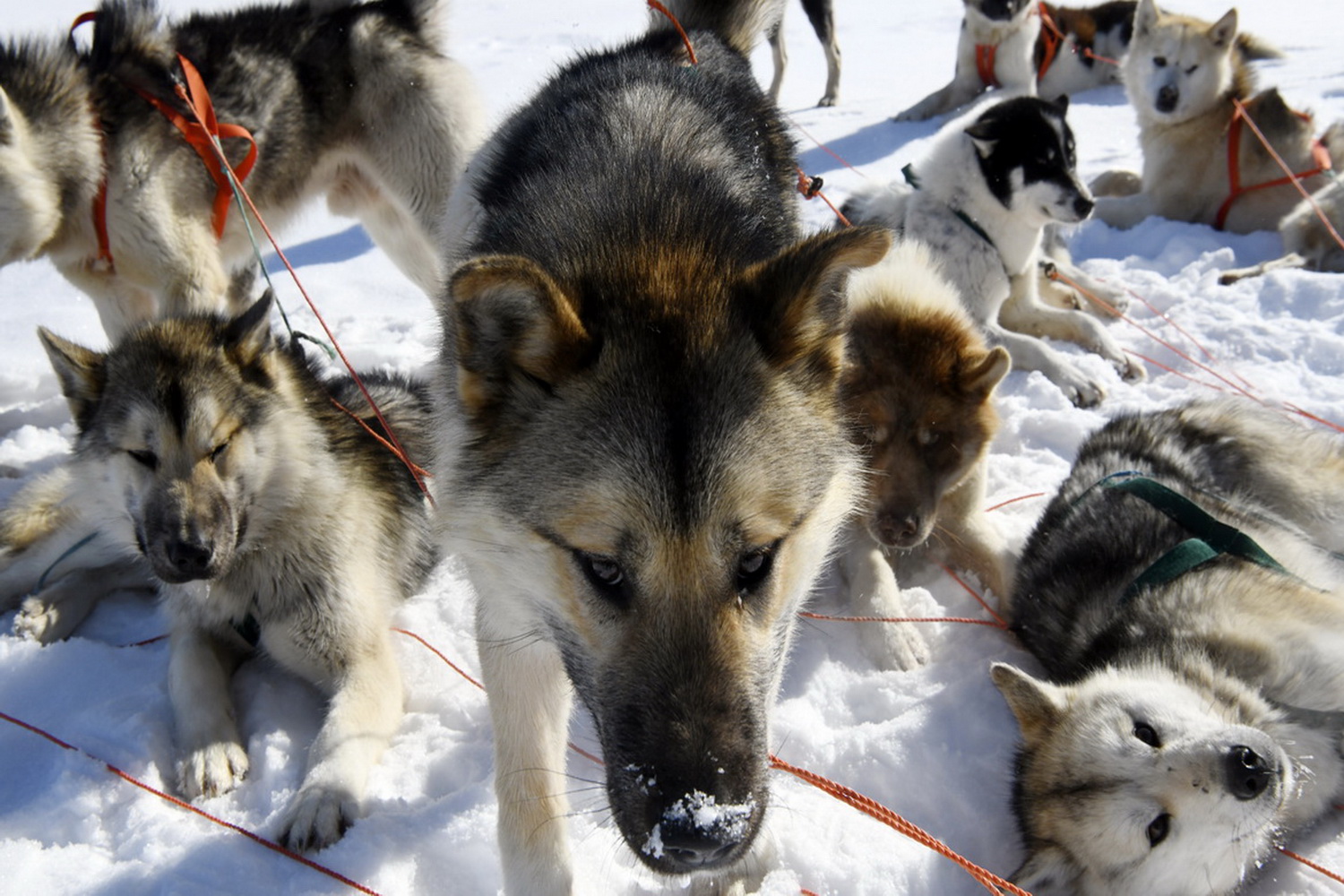 Dolph Kessler - sled dogs 