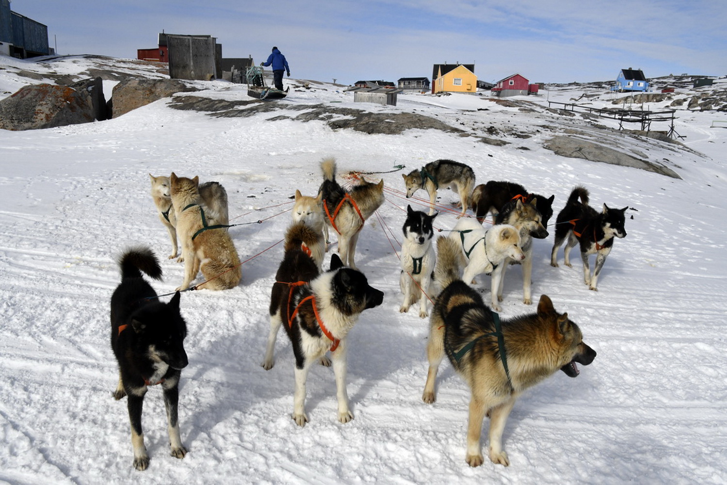 Dolph Kessler - sled dogs 