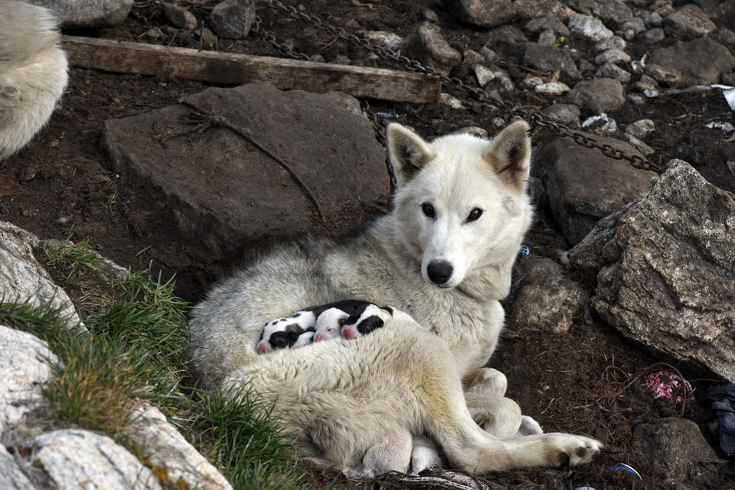 Dolph Kessler - Keep Greenland a secret part 1 the east 