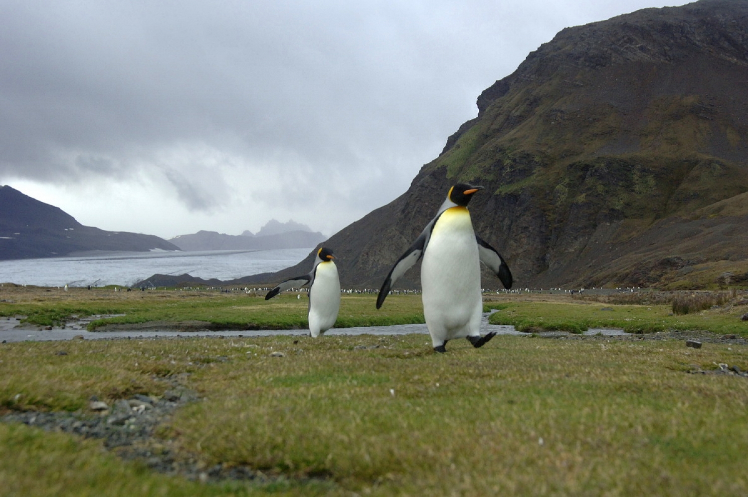 Dolph Kessler - South Georgia and Sanders, South Atlantic 