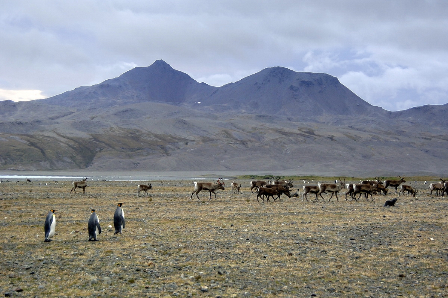 Dolph Kessler - South Georgia and Sanders, South Atlantic 