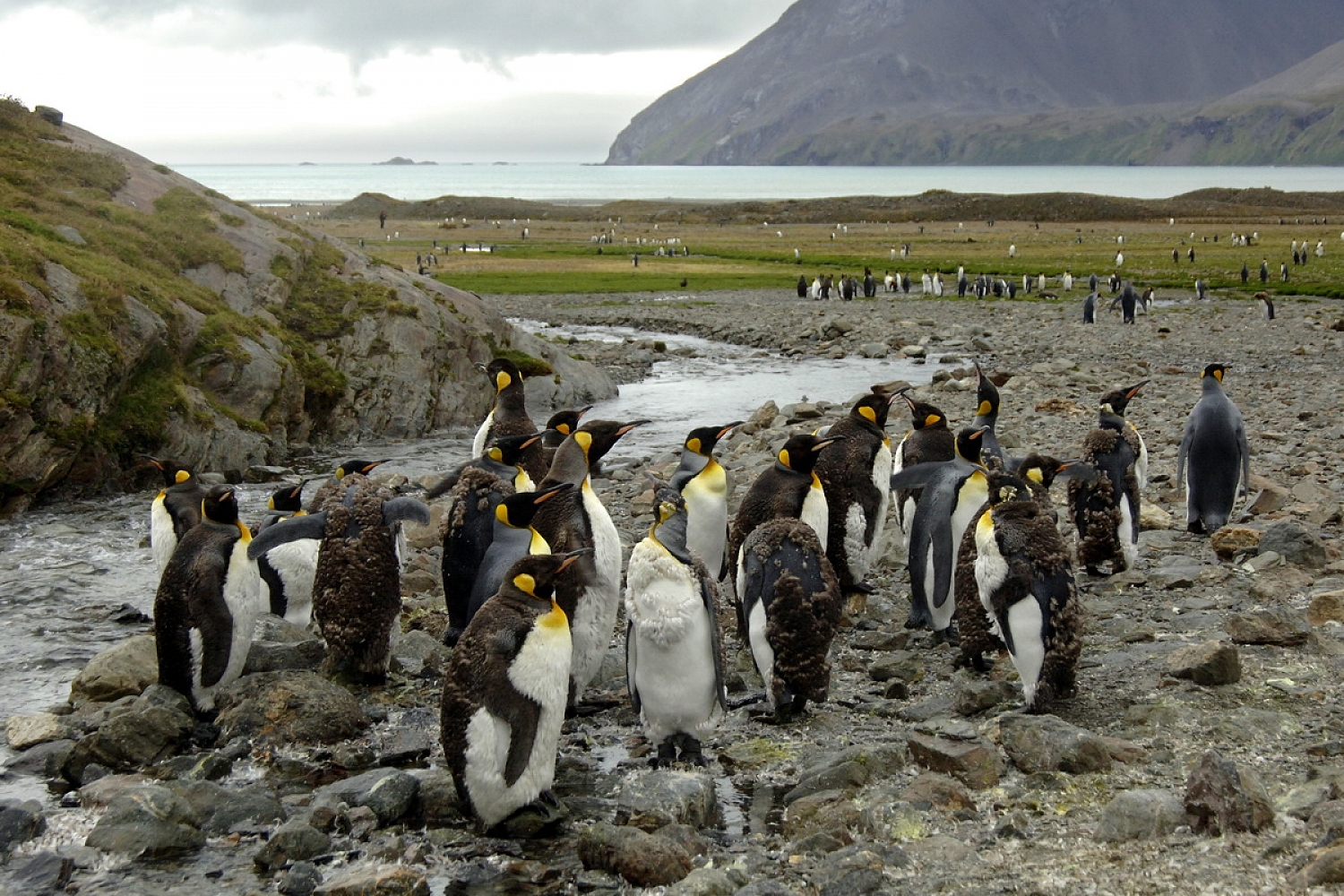 Dolph Kessler - South Georgia and Sanders, South Atlantic 