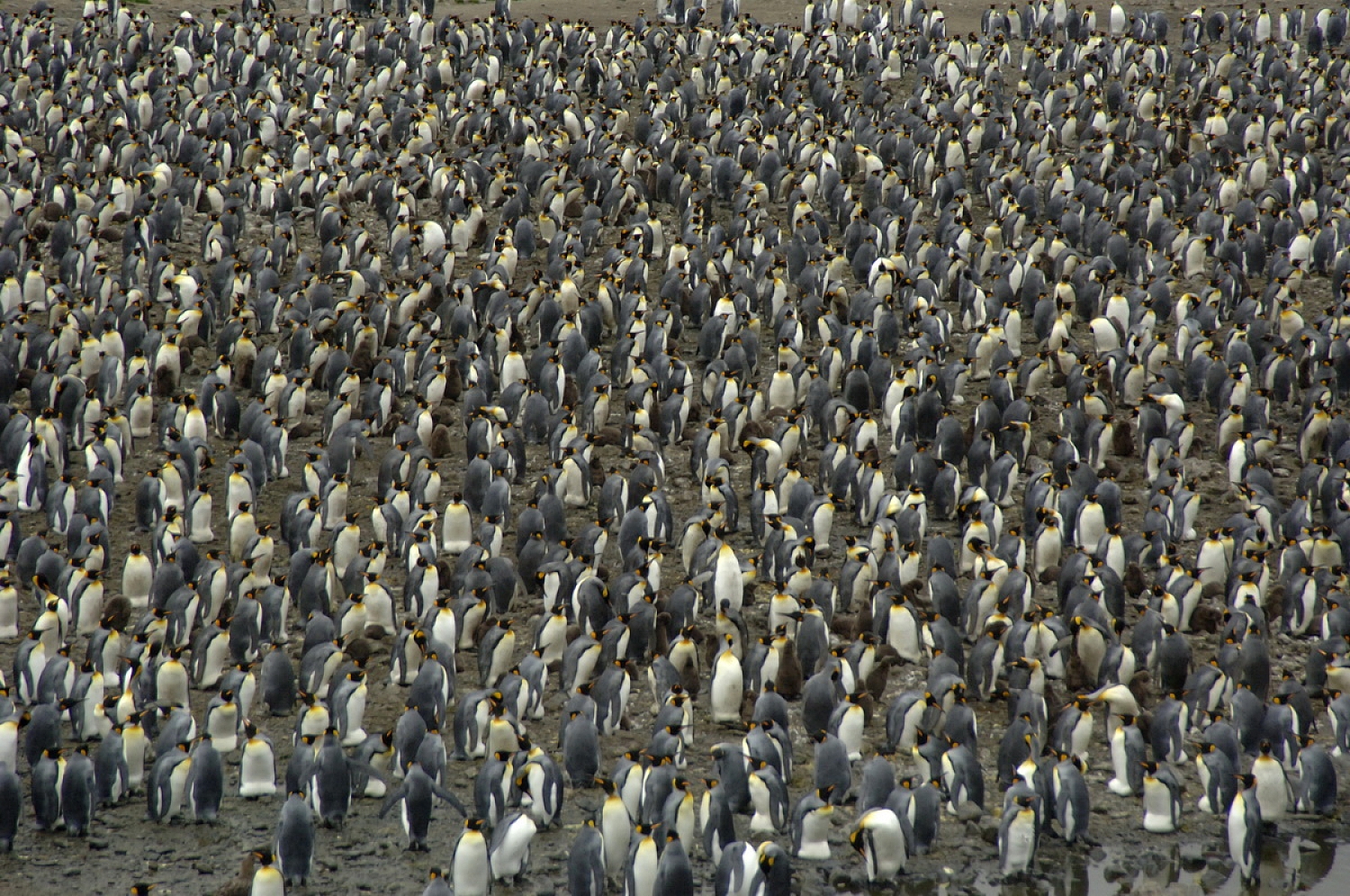 Dolph Kessler - South Georgia and Sanders, South Atlantic 