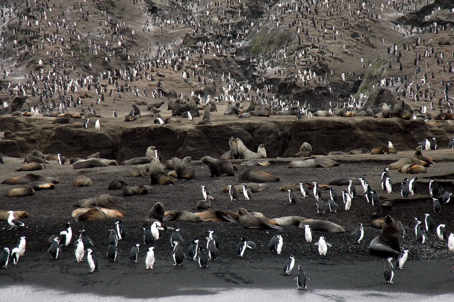 Dolph Kessler - South Georgia and Sanders, South Atlantic 