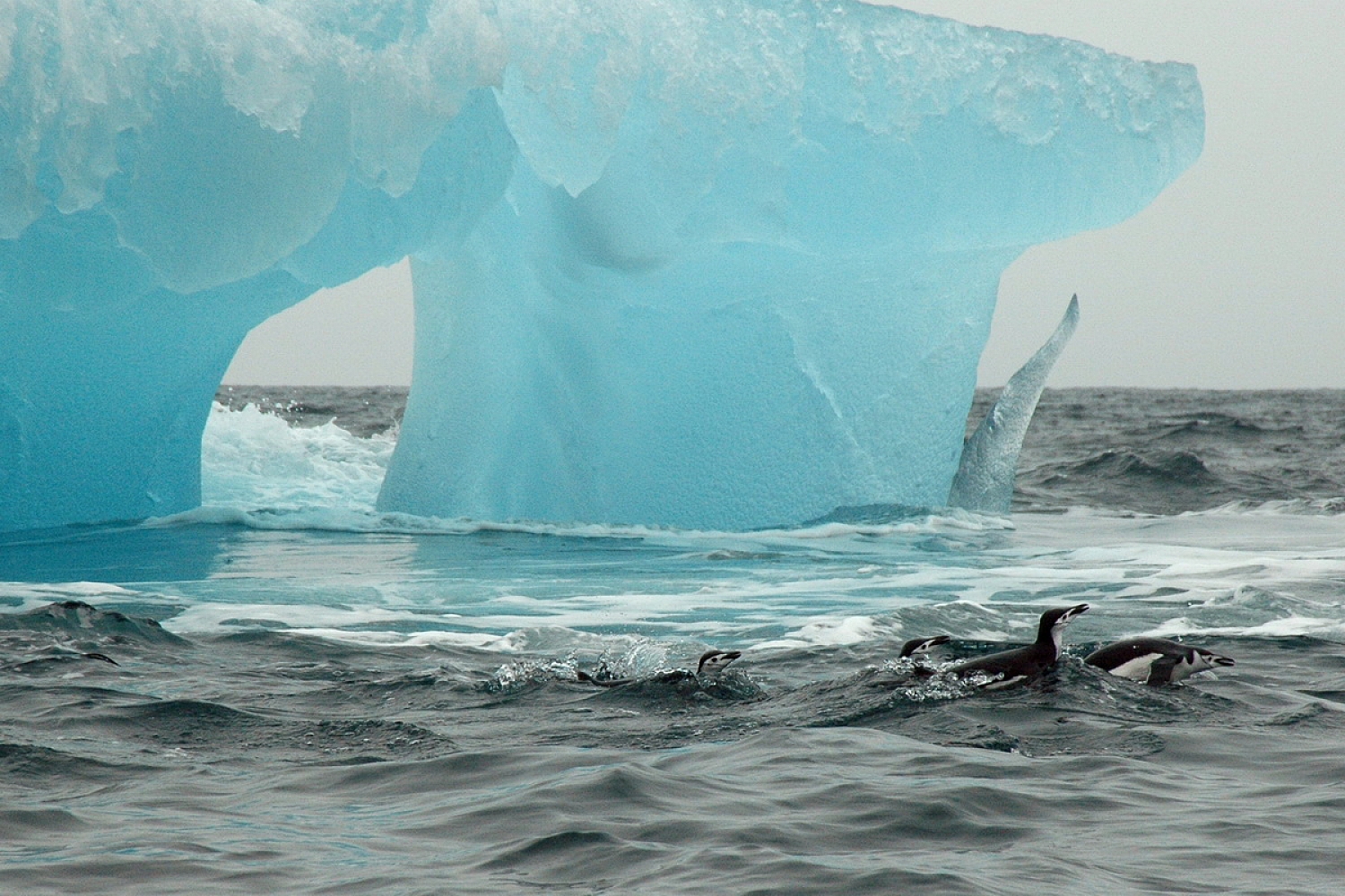 Dolph Kessler - South Georgia and Sanders, South Atlantic 